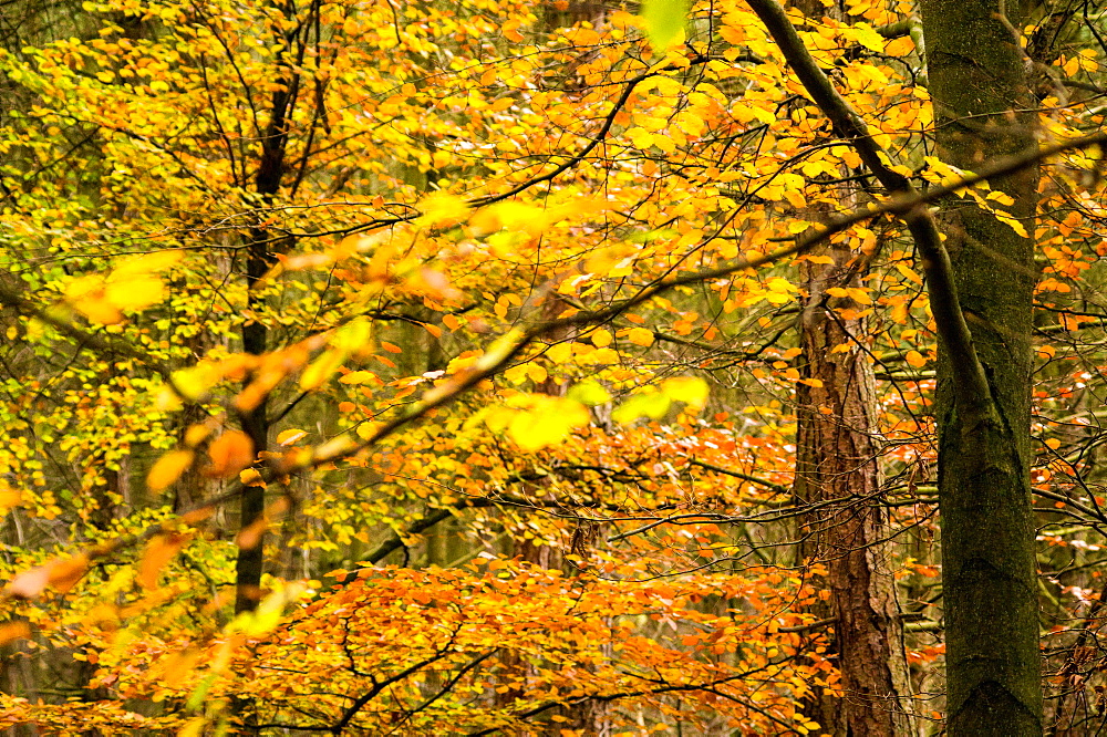 Trees in autumn, Gragg Vale, Calder Valley, Yorkshire, England, United Kingdom, Europe