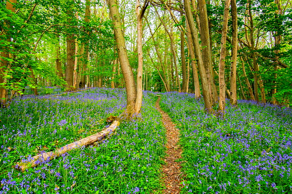 Bluebells, High Littleton Woods, Somerset, England, United Kingdom, Europe