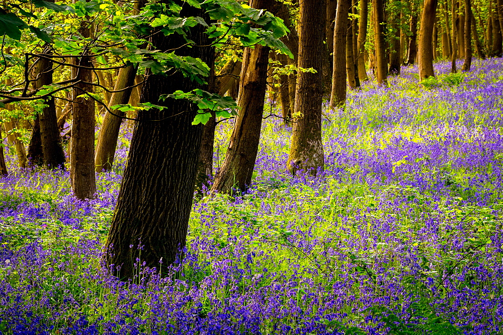 Bluebells, High Littleton Woods, Somerset, England, United Kingdom, Europe