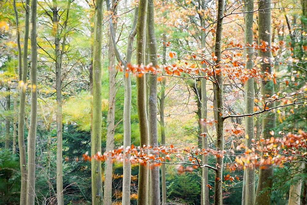 Trees, autumn, Leigh Woods, Bristol, England, United Kingdom, Europe