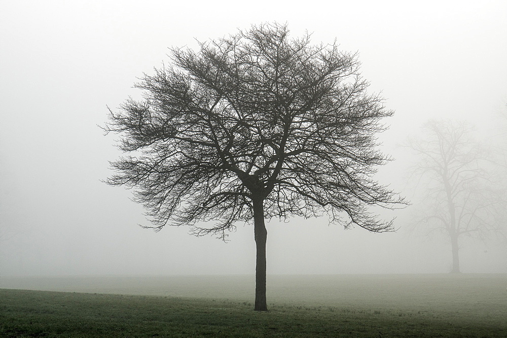 Misty dawn, Victoria Park, Bristol, England, United Kingdom, Europe