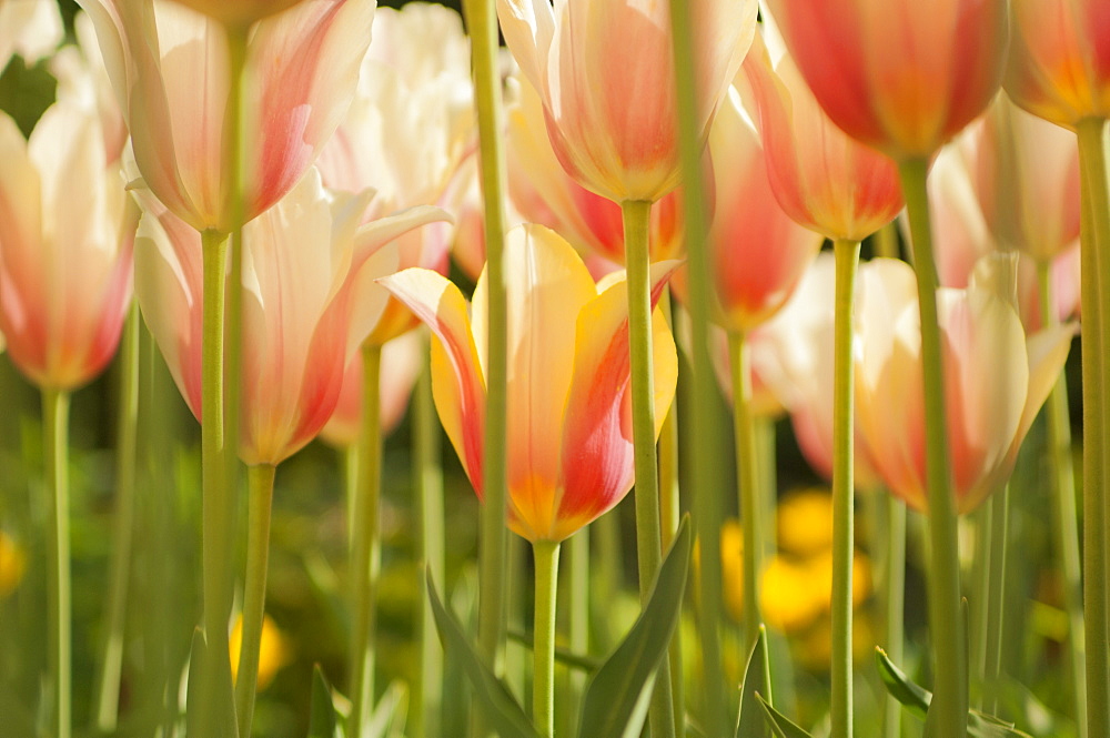 Field of Dutch tulips near Amsterdam, The Netherlands, Europe