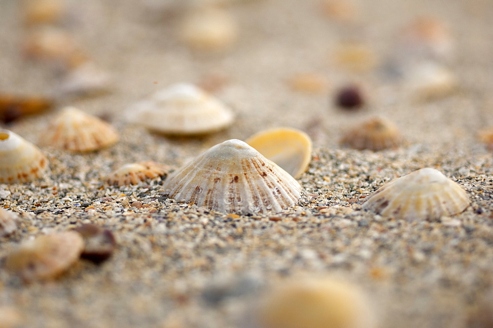 Sea shells on the sand, United Kingdom, Europe