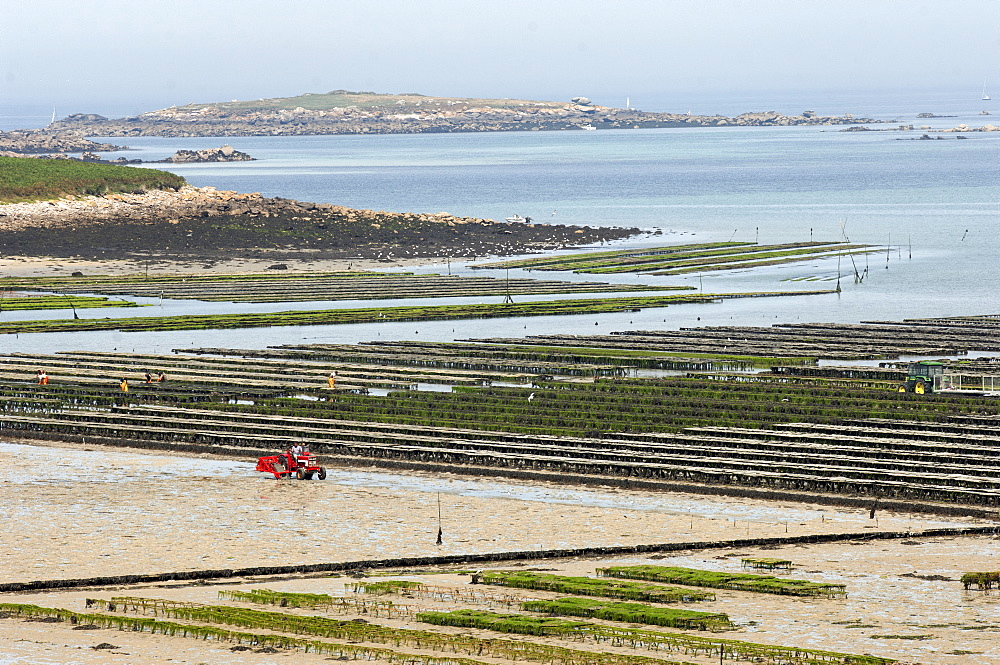 Mussel beds, Brittany, France, Europe