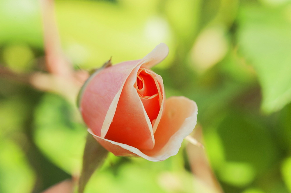 Rose bud bursting into flower, United Kingdom, Europe