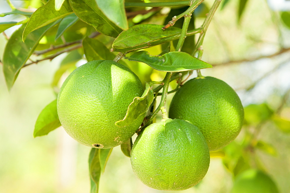 Limes ripening on the tree, Corfu, Greece, Europe