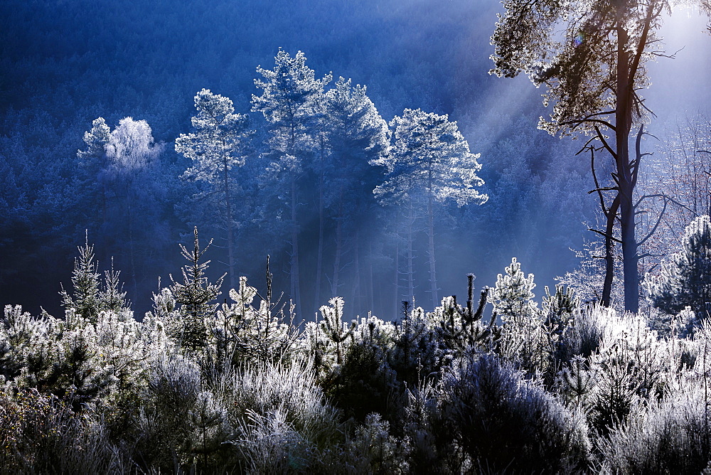 Frost covered trees in the forest in the commune of Baerenthal, in the Moselle region, France, Europe