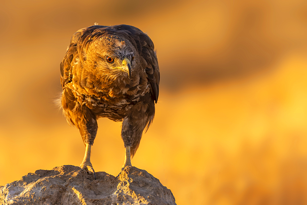 Common buzzard (Buteo buteo) in Toledo, Spain