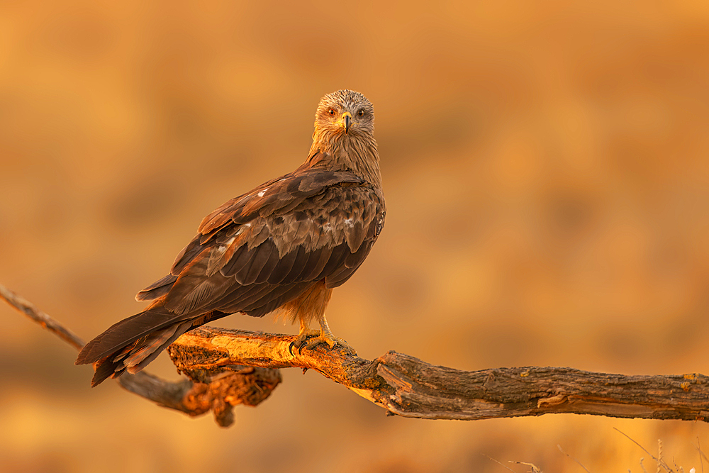 Black kite (Milvus migrans) at sunrise in Toledo, Spain