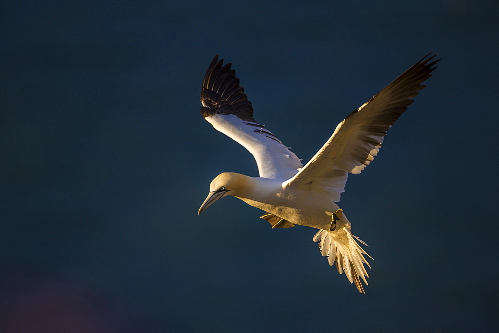 Gannet (Morus bassanus) in flight at sunset on Bempton Cliffs, Yorkshire, England, United Kingdom, Europe