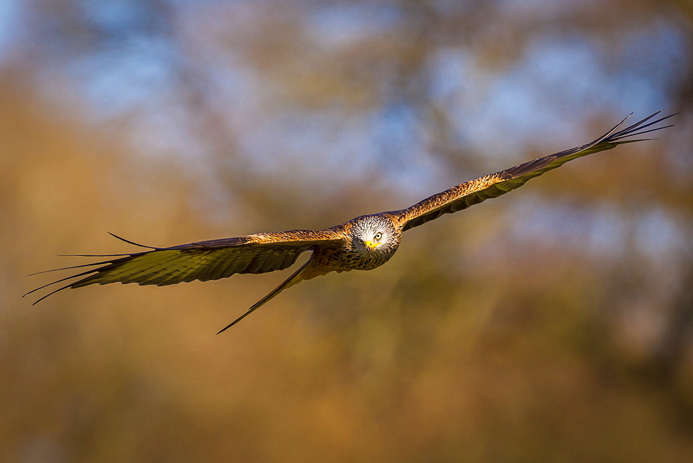 Red kite (Milvus milvus) in flight, Rhayader, Wales, United Kingdom, Europe