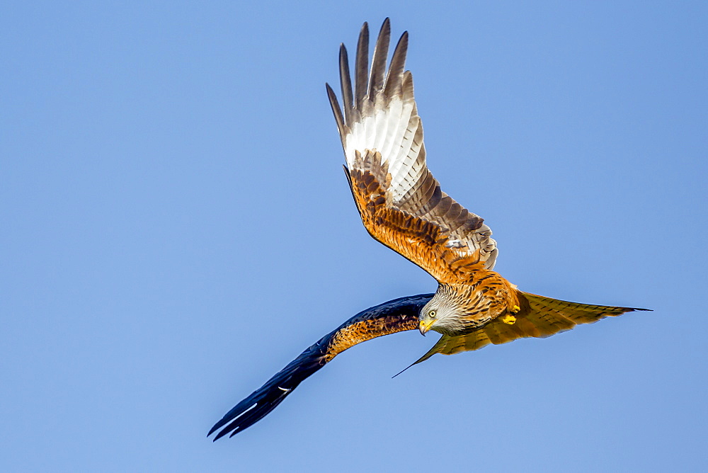 Red kite (Milvus milvus) in flight preparing to dive, Rhayader, Wales, United Kingdom, Europe