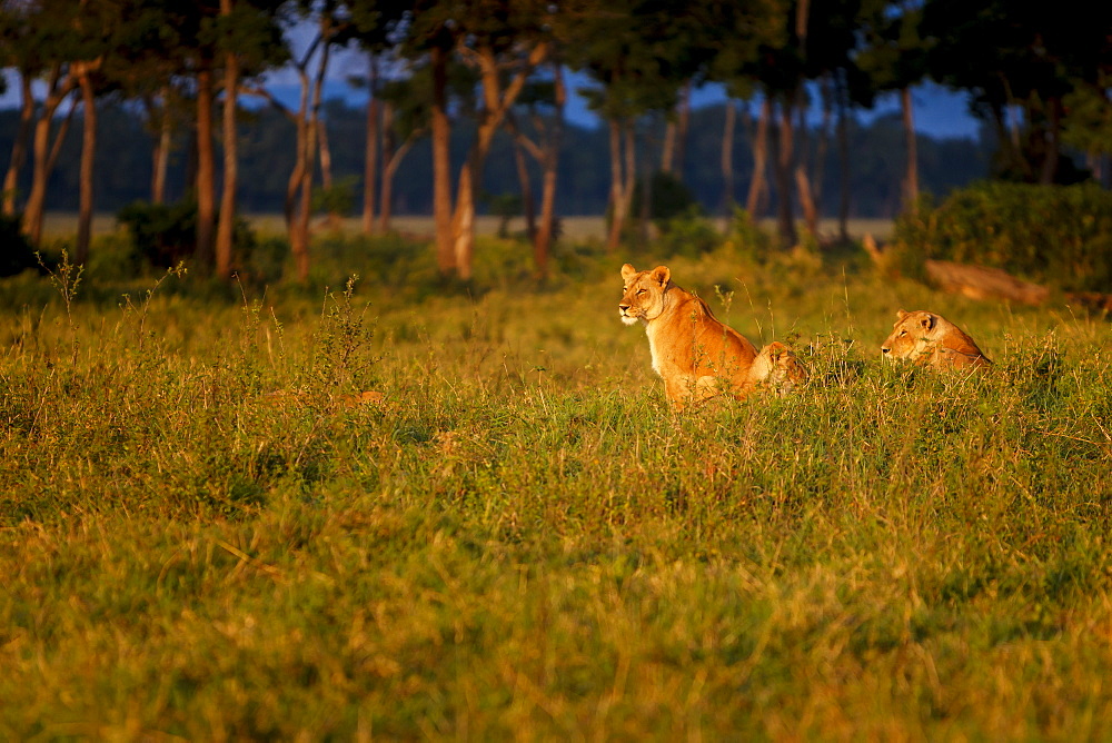 Lions (Panthera leo) resting at sunrise, Masai Mara, Kenya, East Africa, Africa