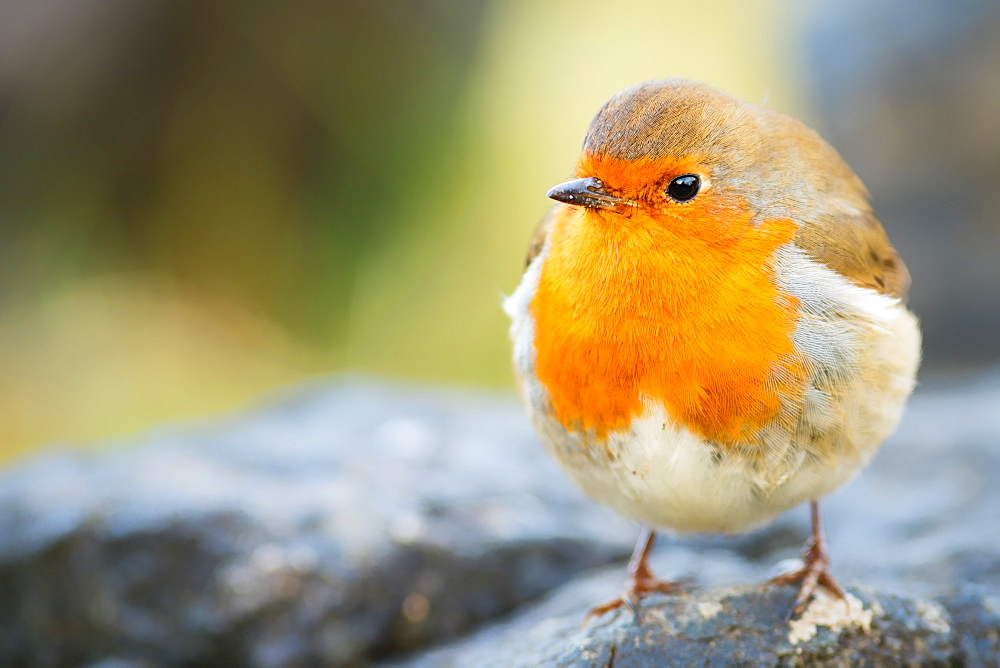 Robin, garden bird, Scotland, United Kingdom, Europe