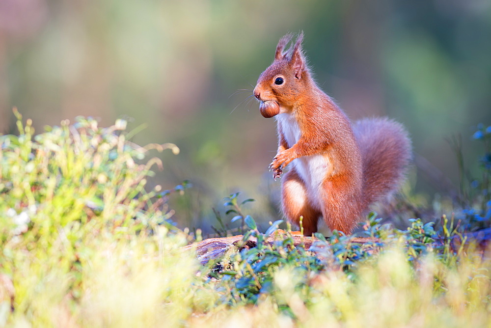 Red squirrel with nut, Cairngorms National Park, Scotland, United Kingdom, Europe