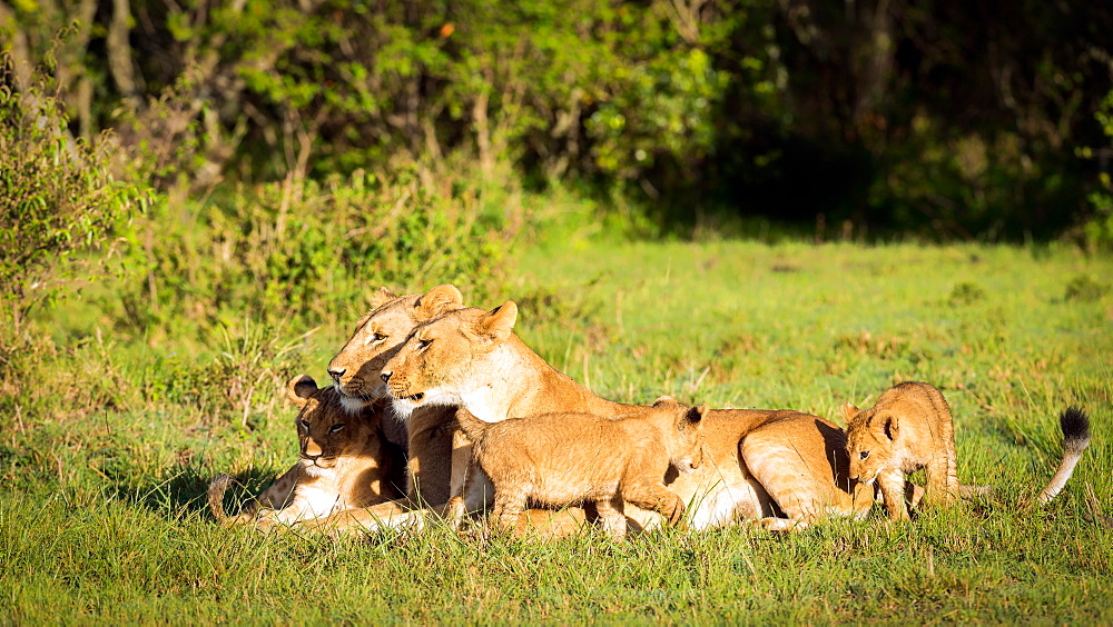 Lioness and cubs, Masai Mara, Kenya, East Africa, Africa