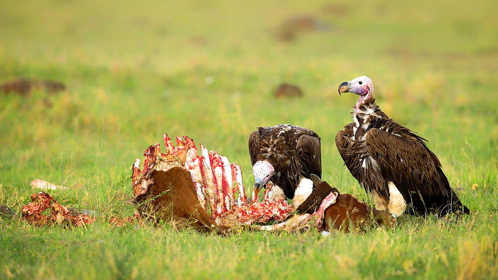 Lappet faced vultures on a kill, Masai Mara, Kenya, East Africa, Africa