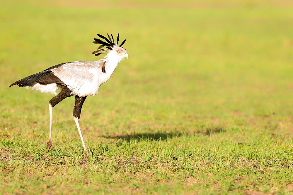 Secretary bird, Masai Mara, Kenya, East Africa, Africa