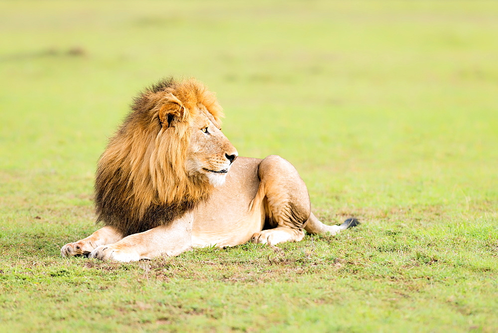 Lion, Masai Mara, Kenya, East Africa, Africa