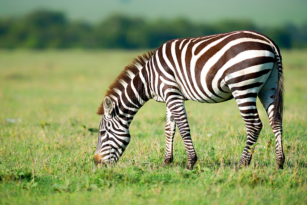 Zebra, Masai Mara, Kenya, East Africa, Africa