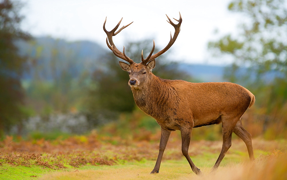 Red deer stag, Bradgate Park, Charnwood Forest, Leicestershire, England, United Kingdom, Europe