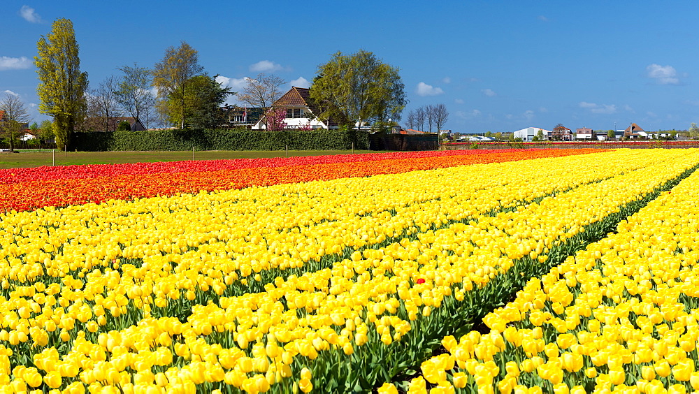 Colourful tulips in Holland, The Netherlands, Europe