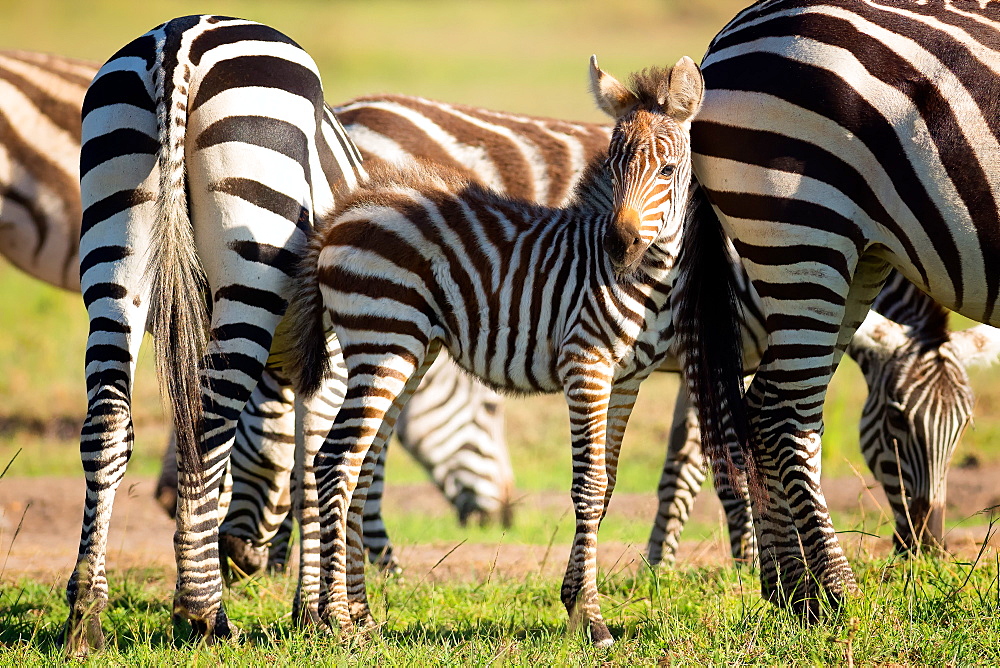 Baby zebra, Masai Mara, Kenya, East Africa, Africa