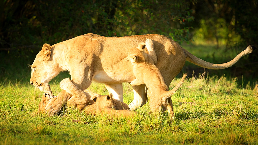 Young lion cubs playing with lioness, Masai Mara, Kenya, East Africa, Africa