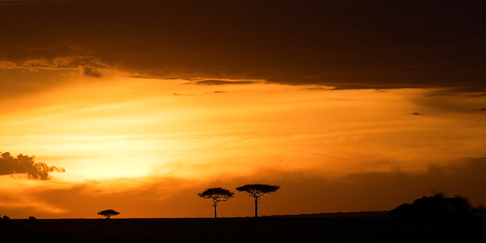 Masai Mara at sunset, Kenya, East Africa, Africa