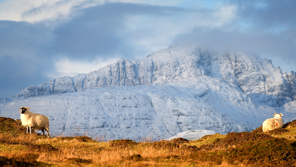 Mountain sheep in winter, Isle of Skye, Inner Hebrides, Scotland, United Kingdom, Europe