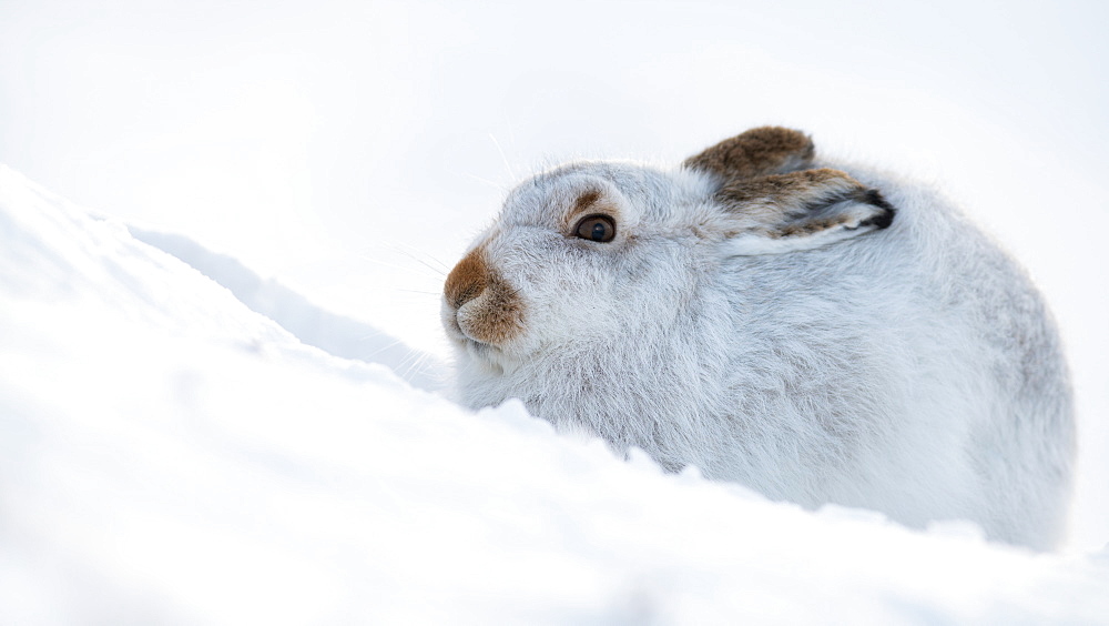 Mountain hare portrait (Lepus timidus) in winter snow, Scottish Highlands, Scotland, United Kingdom, Europe