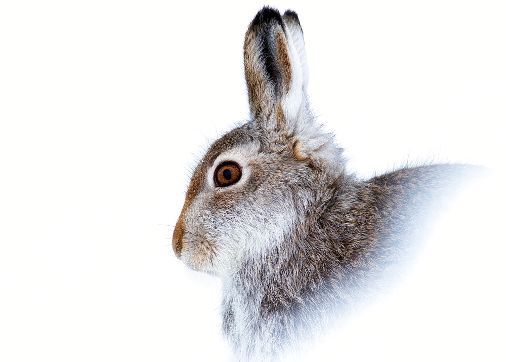 Mountain hare (Lepus timidus) in winter snow, Scottish Highlands, Scotland, United Kingdom, Europe