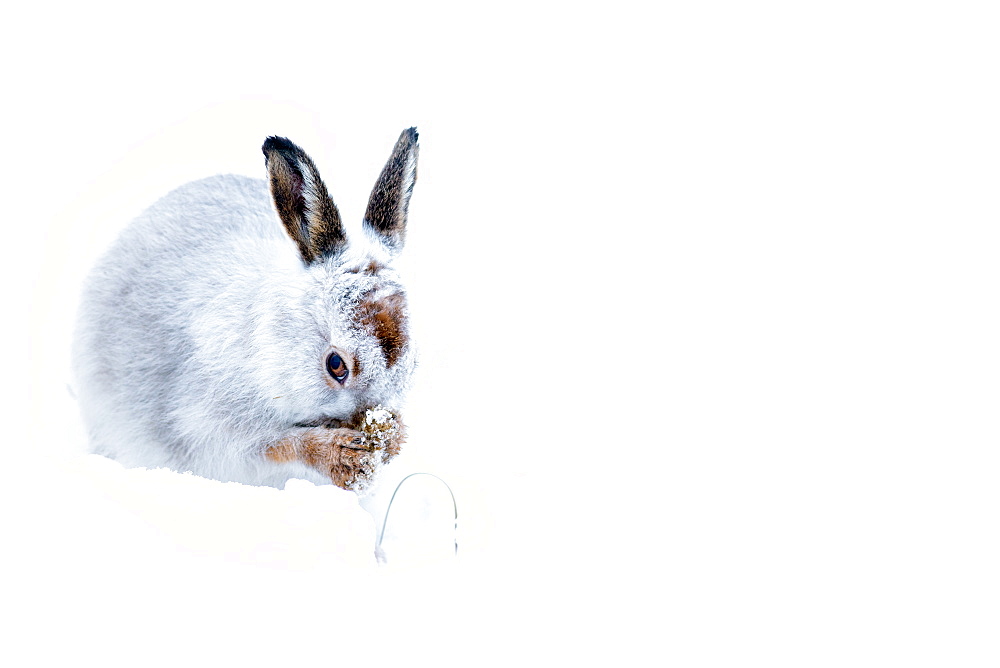 Mountain hare (Lepus timidus) in the Scottish Highlands, Scotland, United Kingdom, Europe