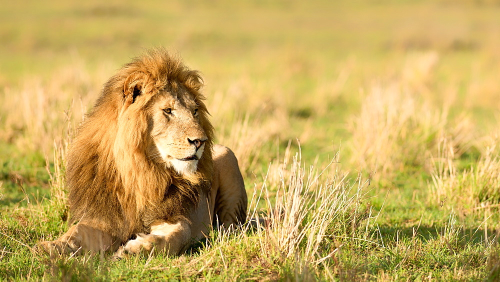 Male lion (Panthera leo), Masai Mara, Kenya, East Africa, Africa