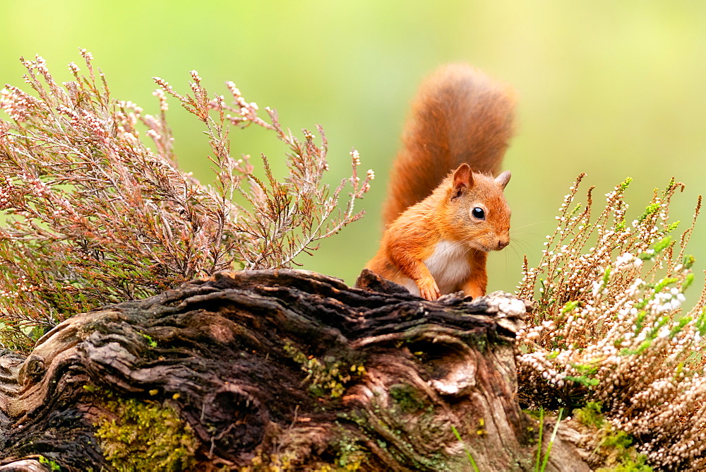 Red squirrel (Sciurus vulgaris), Scotland, United Kingdom, Europe