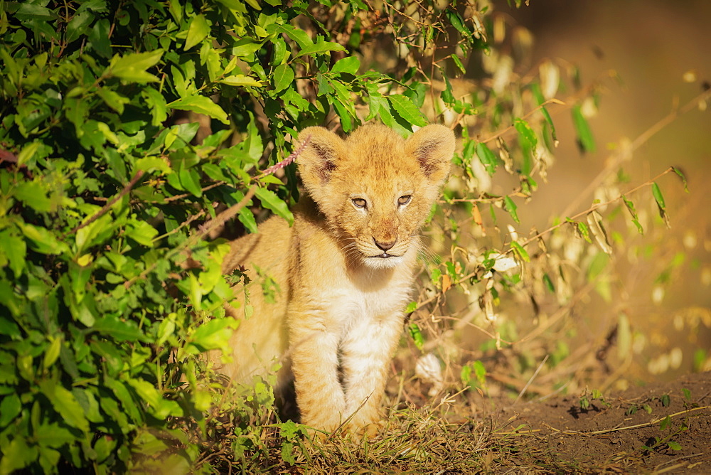 Lion cub, Masai Mara, Kenya, East Africa, Africa