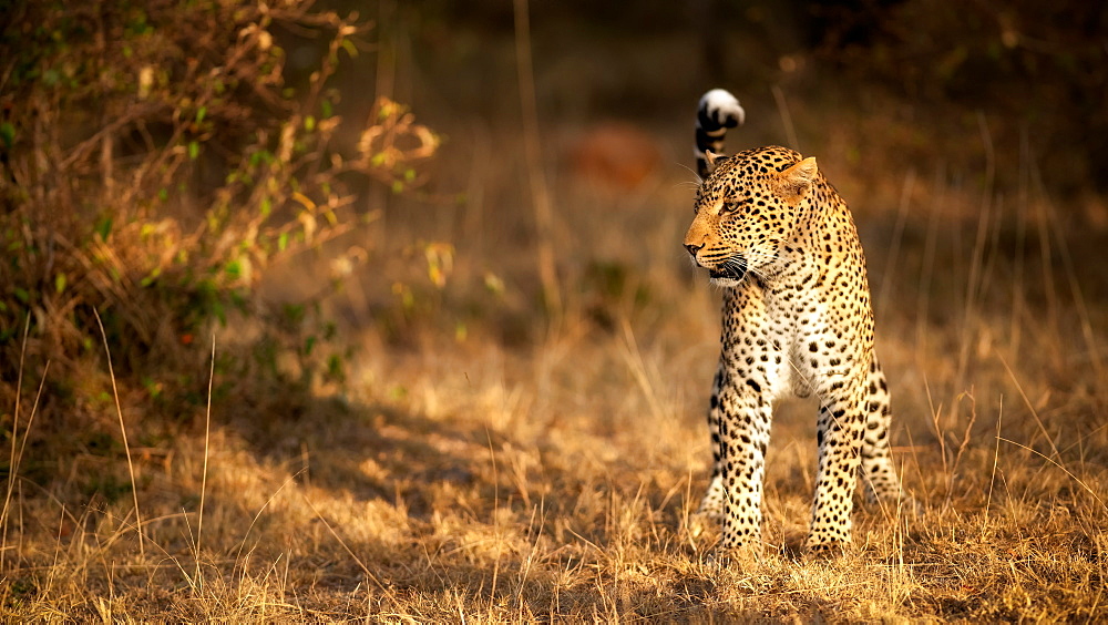 Female leopard hunting in the Masai Mara, Kenya, East Africa, Africa