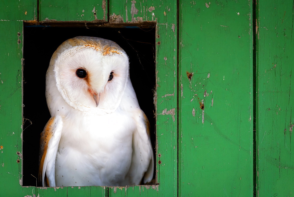 Common barn owl (Tyto alba) sitting in barn door, Yorkshire, England, United Kingdom, Europe