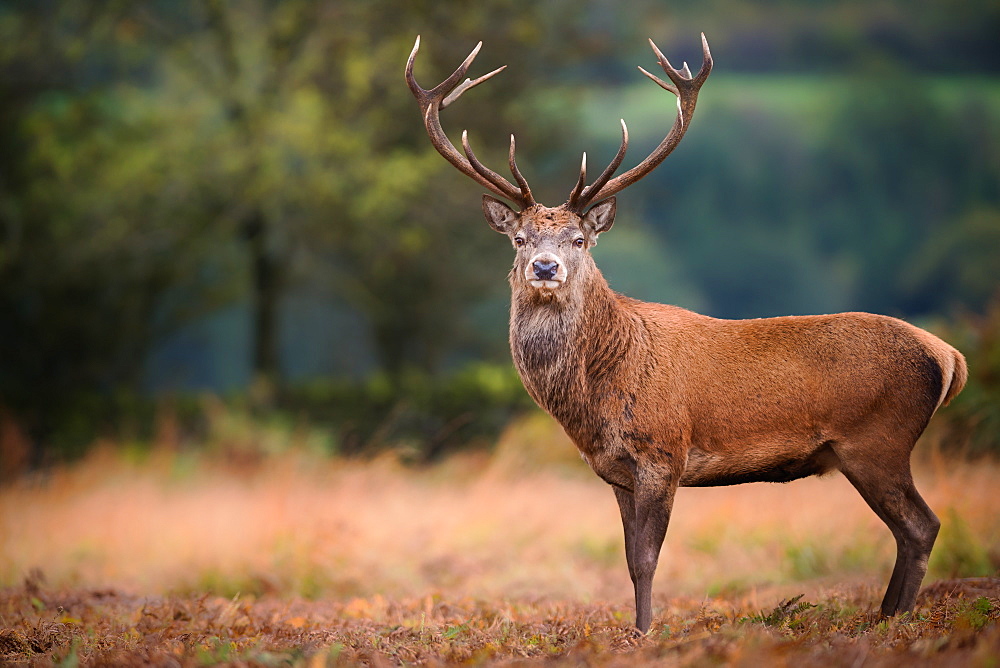 Red deer (cervus elaphus) stag during rut in September, United Kingdom, Europe