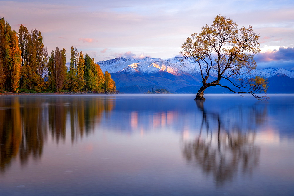 Wanaka Tree, Lake Wanaka with the snow capped peaks of Mount Aspiring National Park, Otago, South Island, New Zealand, Pacific