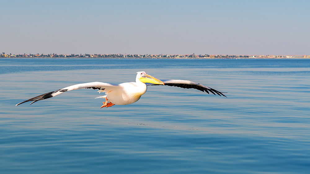 Pelican off the coast of Namibia, Namibia, Africa