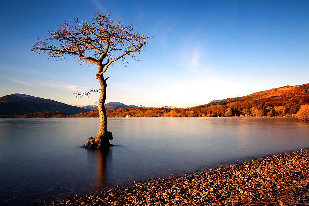 Lone tree at Loch Lomond, Scotland, United Kingdom, Europe