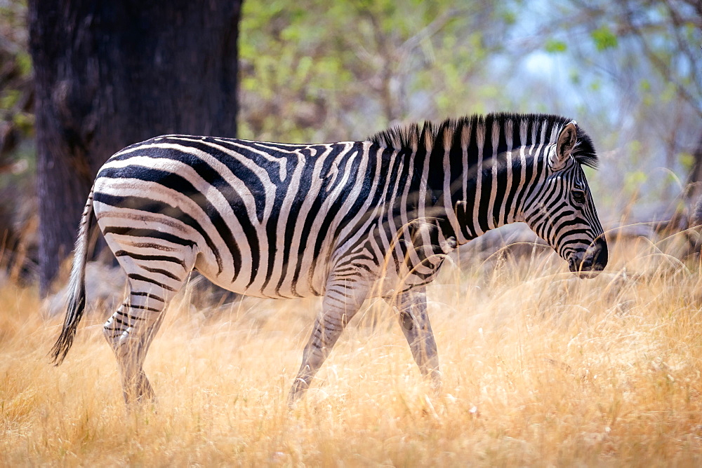 Zebra, Chobe National Park, Botswana, Africa