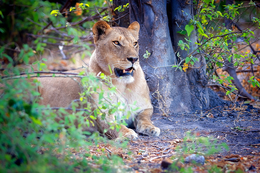 Resting lion, Chobe National Park, Botswana, Africa