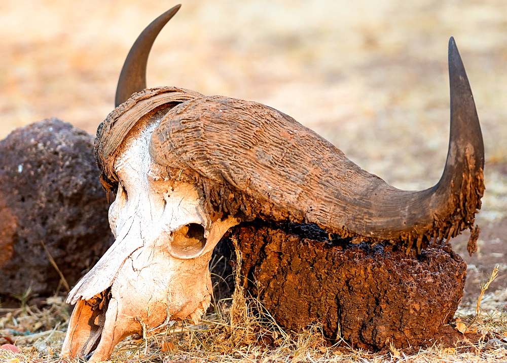 Buffalo skull, Okavango Delta, Botswana, Africa