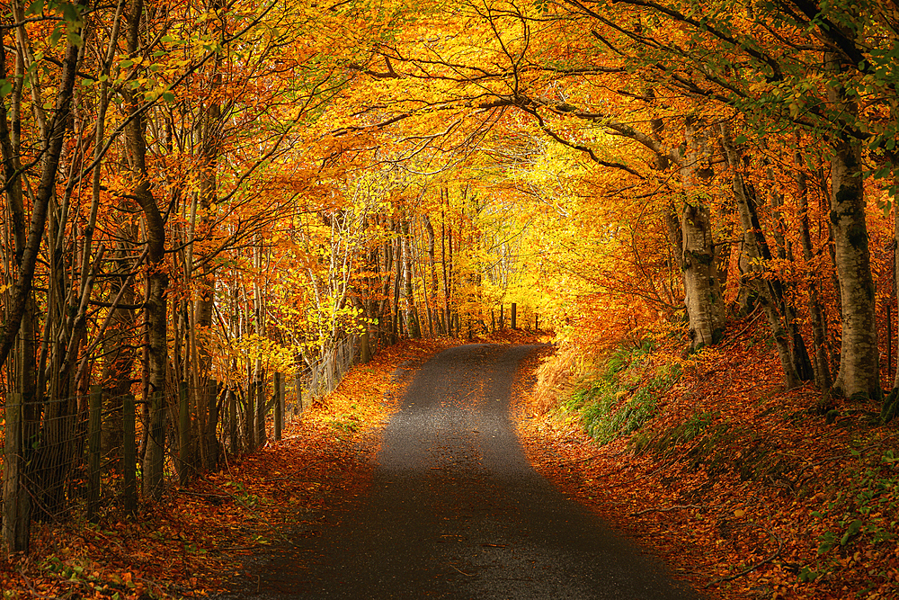 Autumn road in Perthshire, Scotland, United Kingdom, Europe