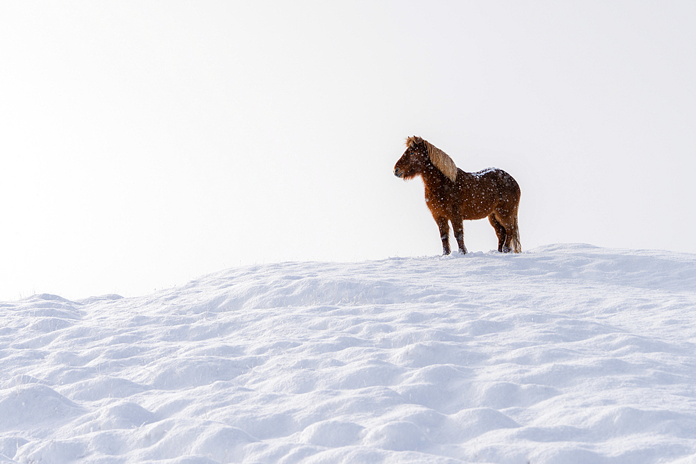 An Icelandic horse standing on a snow covered hill in winter, Iceland, Polar Regions