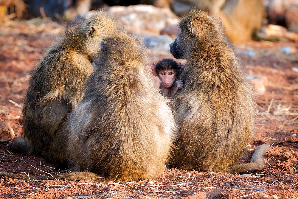 Baboon family, Botswana, Africa