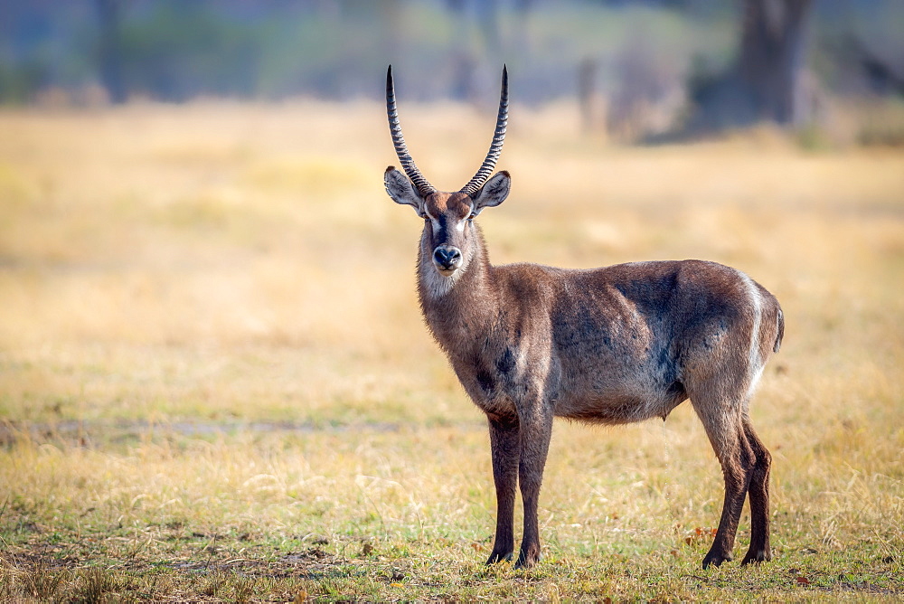 Water Buck, Okavango Delta, Botswana, Africa