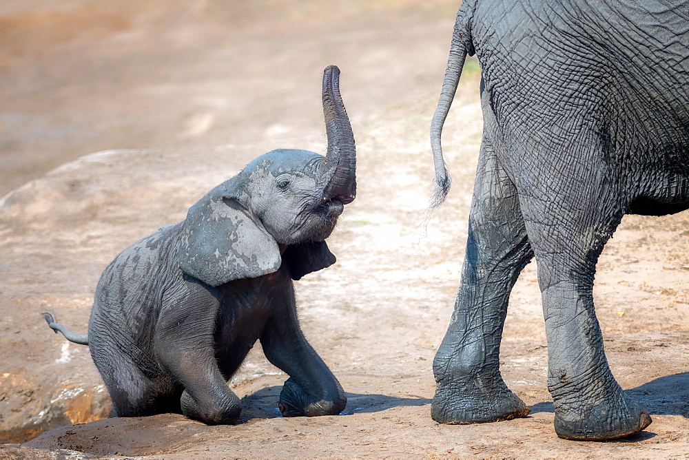 Elephant calf climbing out of the water hole in Hwange National Park, Zimbabwe, Africa